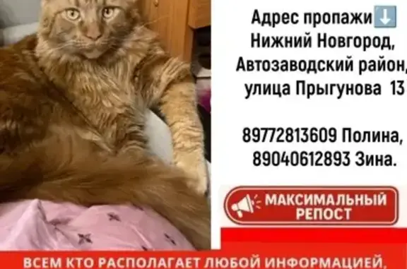 Объявления о пропавших и найденных животных, Нижний Новгород, фото: Пропала кошка, Прыгунова 13, Н.Новгород