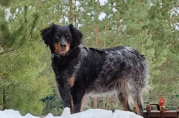 Пропала собака, ул. Ленина, Куприяново - photo