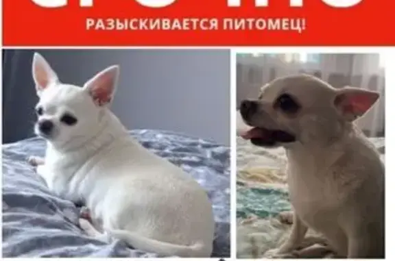 Пропала чихуахуа, Лавочкина 16, Липецк - photo