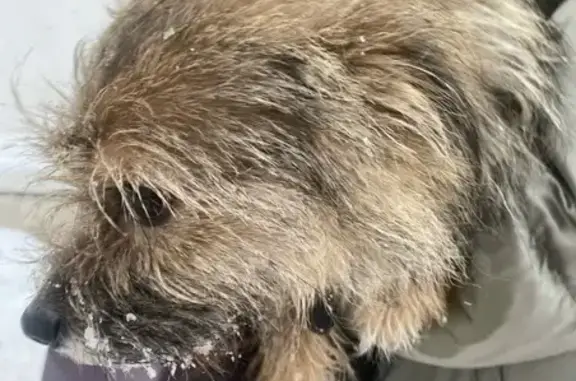 Найденные животные Владимир, фото: Собака найдена: Большая Московская 26, Владимир