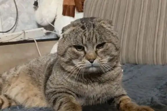 Пропала кошка, ул. Ставропольская, 29 - photo