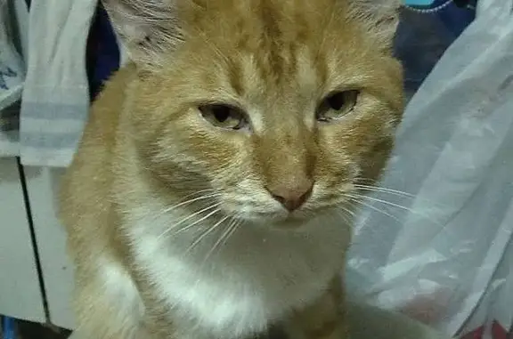 Объявления о пропавших и найденных животных, Чапаевск, фото: Пропала кошка, ул. Котовского, 24, Чапаевск