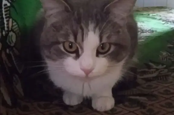 Пропала кошка, Липецк - photo