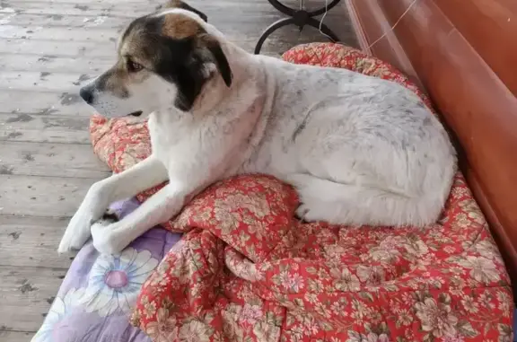 Объявления о пропавших и найденных животных, Солнечногорск, фото: Собака найдена в СНТ Содружество, МО