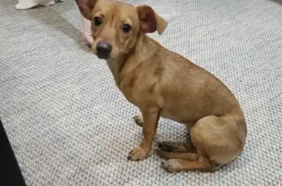 Найдена собака, Таганрог, фото: Собака найдена на Котлостроительной улице