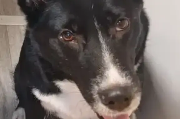 Найдена собака, Вологда, фото: Найдена собака, Окружное шоссе 78, Вологда