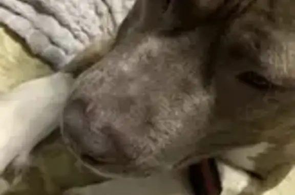 Собака найдена на пр. Героев Сталинграда, 45 - photo