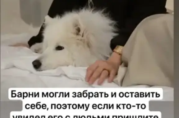 Пропал самоед в Старобинорадском лесу - photo