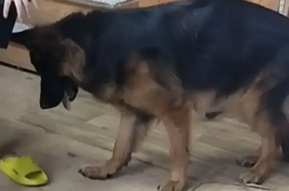 Пропала собака на Восстание 19к3, Тюмень - photo