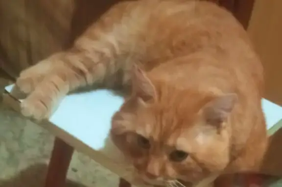 Пропала рыжая кошка, ул. Карпова, Тула - photo