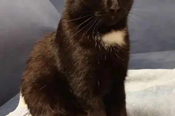 Найдена кошка, Томск, фото: Кошка найдена: Иркутский тракт, 8Б, Томск