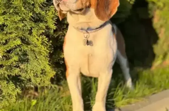 Пропала собака, Захарово, 35А - photo