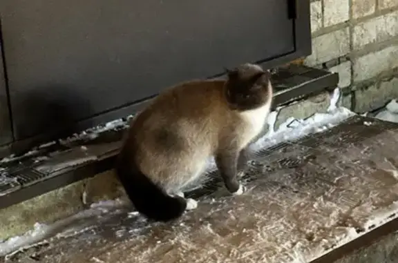 Найдена кошка, Йошкар-Ола, фото: Кошка найдена: Йошкар-Ола, ДКРА