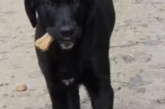 Пропала собака, 19, с.п. Село Адуево - photo