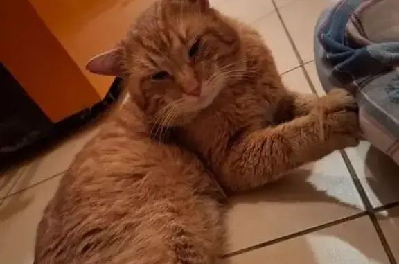 Найдена кошка, Шлиссельбург, фото: Кот найден: Старосинявинская дор., 3