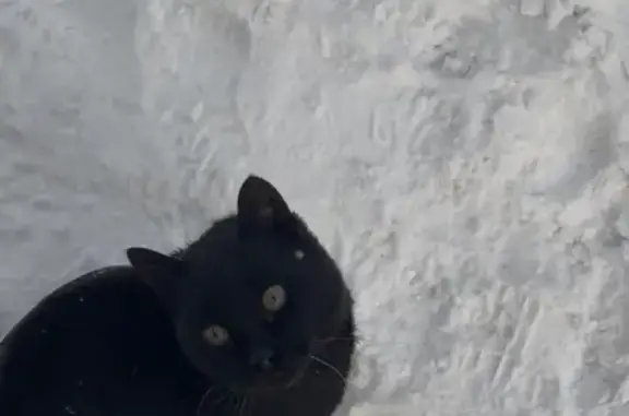 Найдена кошка, Тверь, фото: Чёрная кошка найдена, Зуевская 18, Тверь