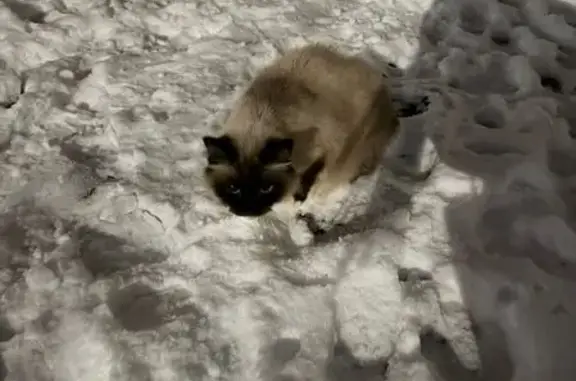 Найдена кошка, Ижевск, фото: Кошка найдена: Молодёжная 1, Ижевск