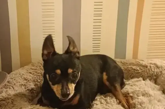 Найдена собака, Тверь, фото: Чихуахуа найден: Георгиевская ул., 8, Тверь