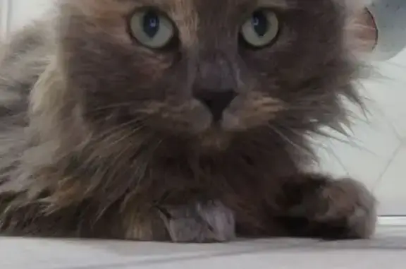 Найдена кошка, Глинищево, фото: Найдена кошка, Клубная ул., Глинищево