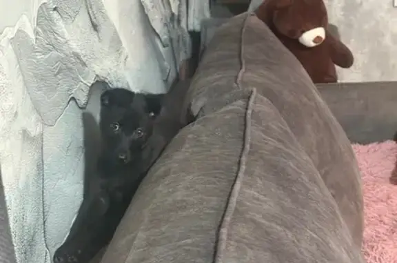 Объявления о пропавших и найденных животных, Шуя, фото: Щенок найден у Гранд Отеля, ул. Ленина, 1