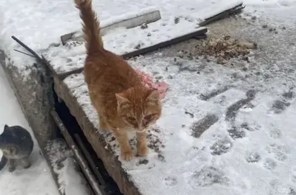 Найденные животные Ульяновск, фото: Кошка найдена: Краснопролетарская 6, Ульяновск