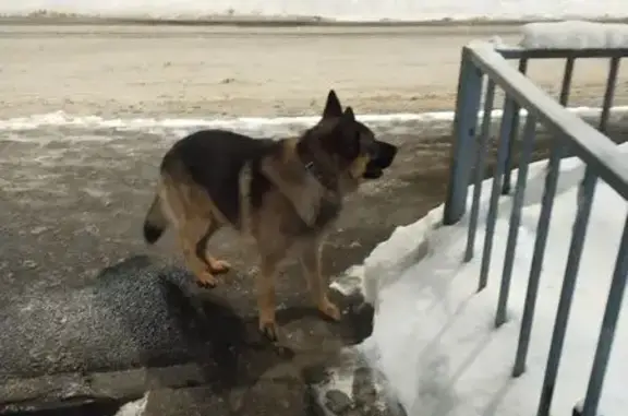 Объявления о пропавших и найденных животных, Поведники, фото: Овчарка найдена в Поведниках, МО