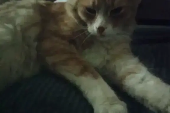 Пропала кошка Тоша, Рязанский проспект - photo