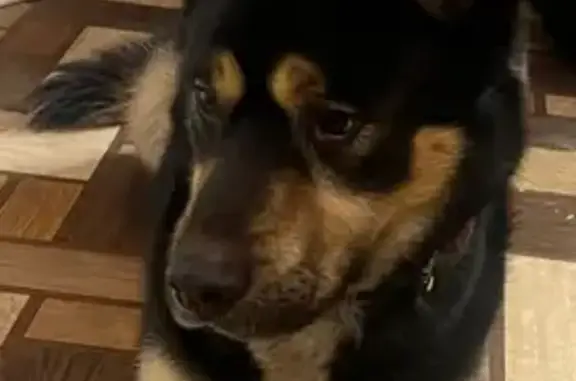 Найдена собака, Воронеж, фото: Собака найдена: ул. Перхоровича, 12, Воронеж