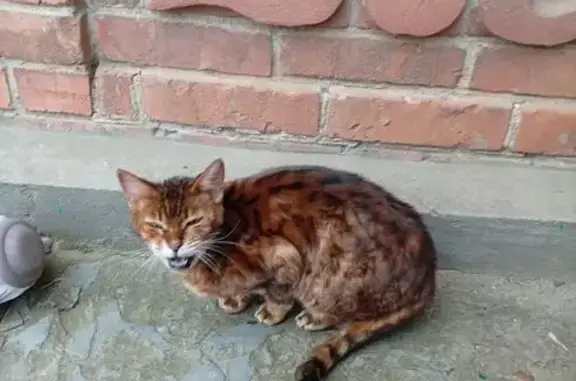 Объявления о пропавших и найденных животных, Кропоткин, фото: Кошка найдена: Рабочий пер., 44, Кропоткин