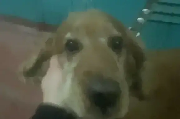 Найдена собака, Вологда, фото: Собака найдена: Козлёнская 113, Вологда