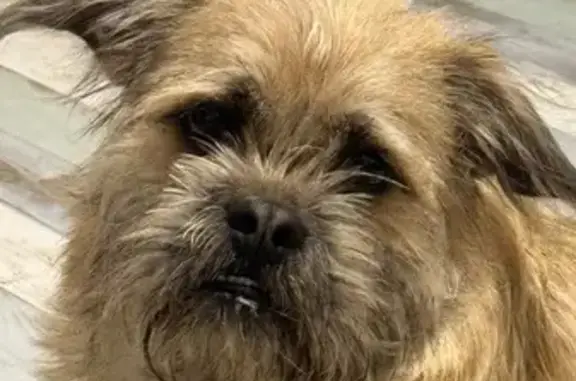 Найдена собака, Краснодар, фото: Собака найдена: Магистральная ул., Краснодар