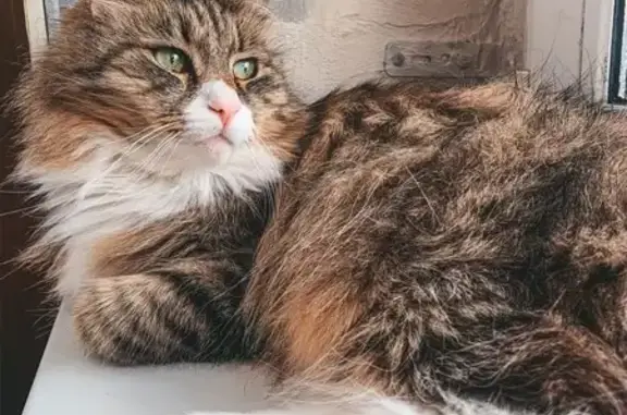 Пропал кот, ул. Мира, 4, Белоостров - photo