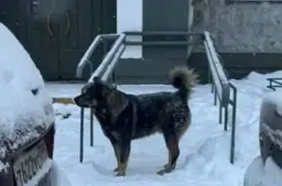 Найдена собака, Москва, фото: Найдена собака на Беловежской улице