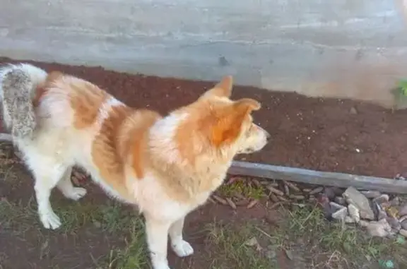 Пропал пёс Рэкс, Сибай, Магнитогорская 28 - photo