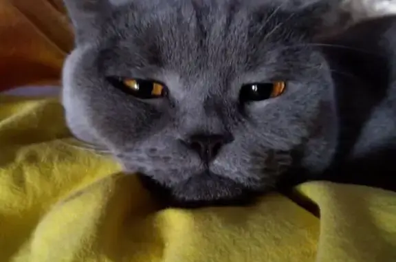 Найденные животные Братск, фото: Кошка найдена, пр. Ленина, Братск