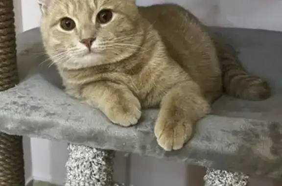 Пропала кошка на Башиловской ул., 23 к2 - photo