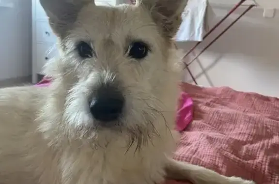 Собаки потеряшки, Краснодар, фото: Потеряшка собака, ул. В. Гассия 4/7 к3