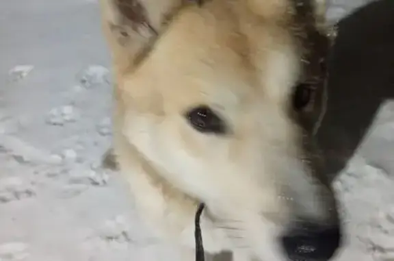 Найденные животные Демешкино, фото: Найдена собака, Нерядово, Чувашия