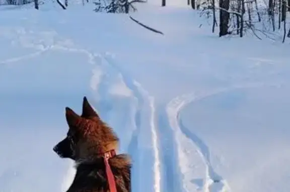 Пропала собака, Большое Полпино, Брянск - photo