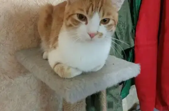 Пропала кошка на ул. Голубовского, 306 - photo