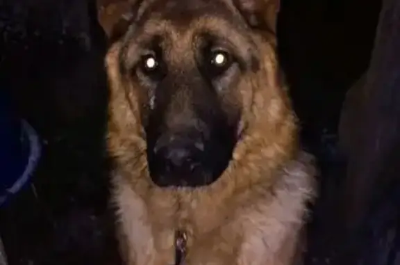 Пропала собака, 4-я Отарская ул., Казань - photo