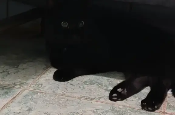 Объявления о пропавших и найденных животных, Ишим, фото: Кот Вася найден на Карла Маркса, 56А