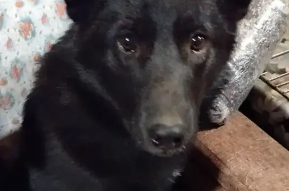 Пропала собака на Волжской улице, Красноярск - photo