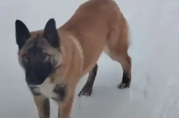 Объявления о пропавших и найденных животных, Минское, фото: Собака найдена: Минское, Костромская обл.