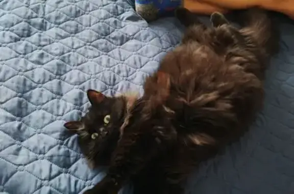 Пропала кошка, Курск - photo