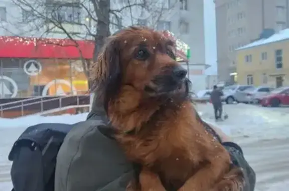 Найдена собака, Пионерский, фото: Собака найдена: Комсомольская 9, Пионерский