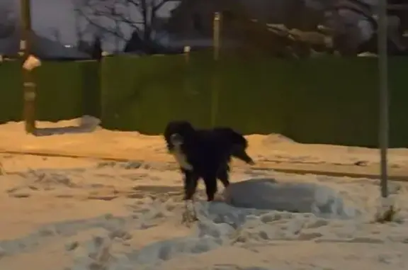 Найдена собака, Санкт-Петербург, фото: Собака найдена у ст. Горелово, Железнодорожная