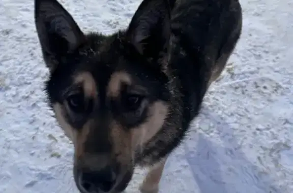 Объявления о пропавших и найденных животных, Иркутск, фото: Собака найдена: ул. Омулевского, Иркутск