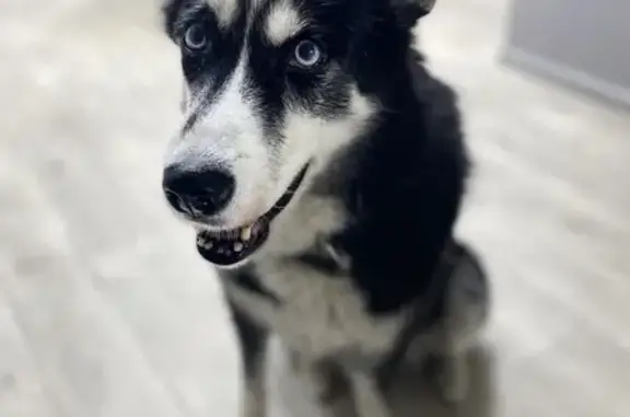 Объявления о пропавших и найденных животных, Печора, фото: Пропала хаски, Булгаковой 11, Печора