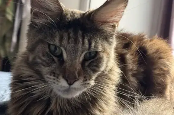 Пропала кошка, Энергетическая 22, Таганрог - photo